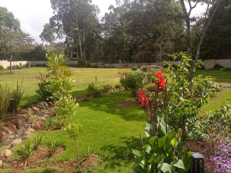 The finished Karen garden: lawn, a dry stream bed, cannas and young trees