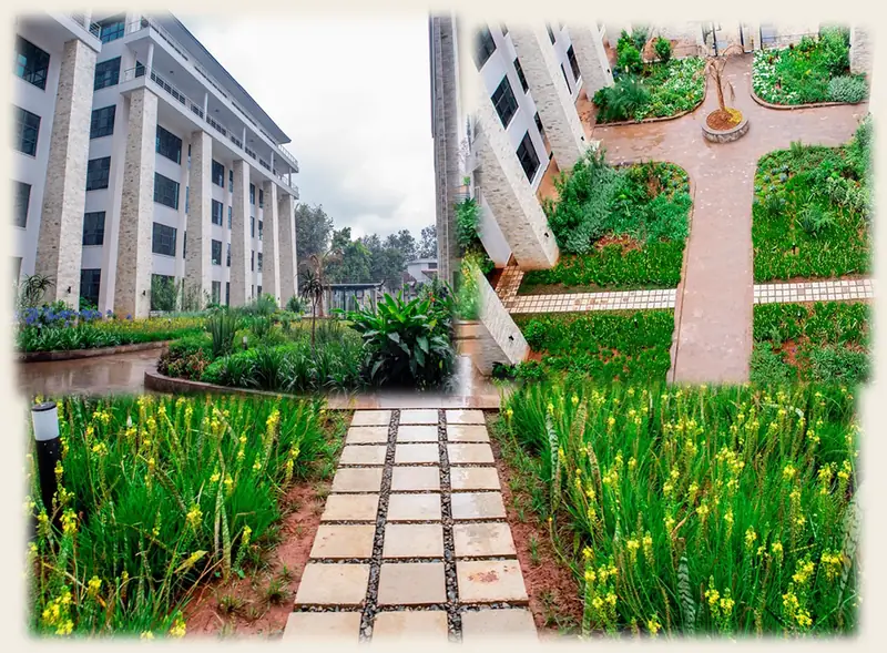 Merchant Towers roof garden: a stone path through beds of yellow iris between office blocks
