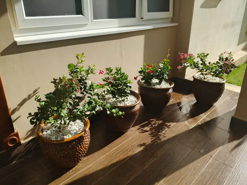 A row of glazed pots with flowering shrubs on a timber terrace