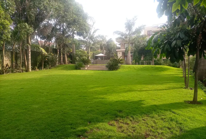 Long lawn lined with palms and mature trees, Runda